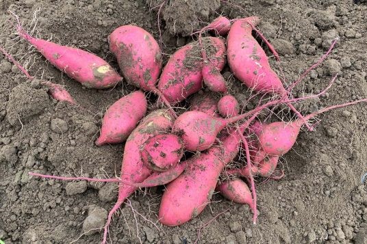 Sweet Potatoes - Image 2