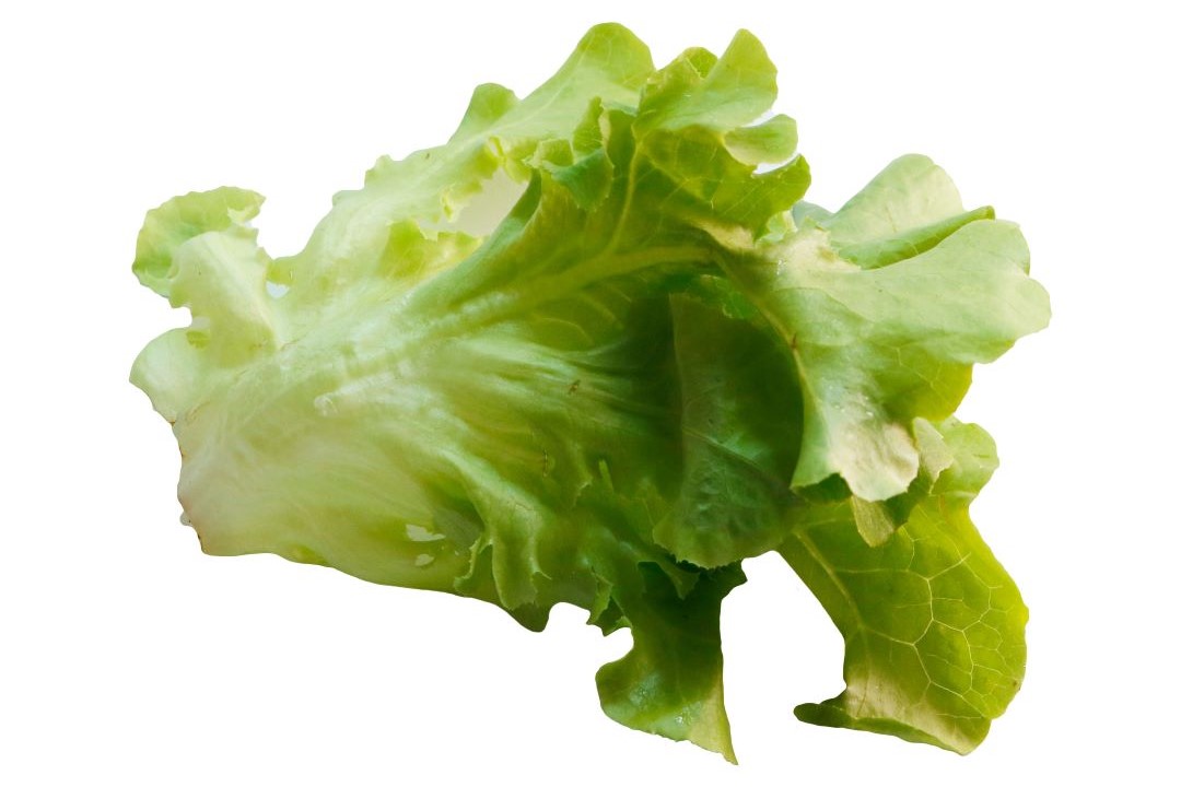 Lettuce - Image 2