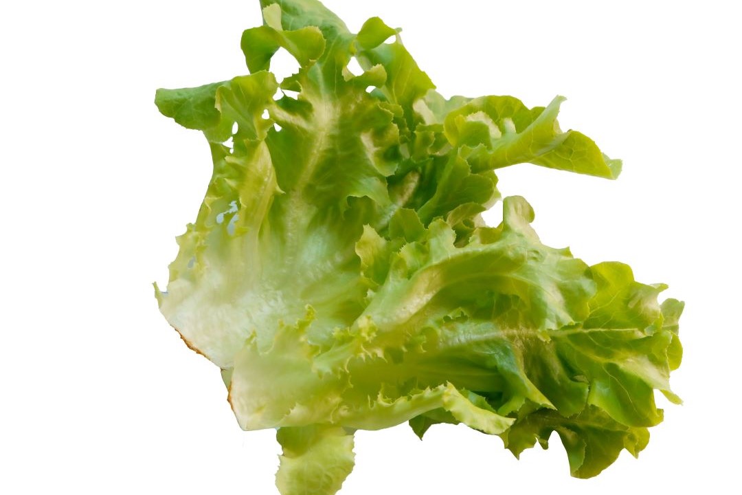 Lettuce